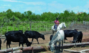 Croisière Rhône Provencal et la Camargue